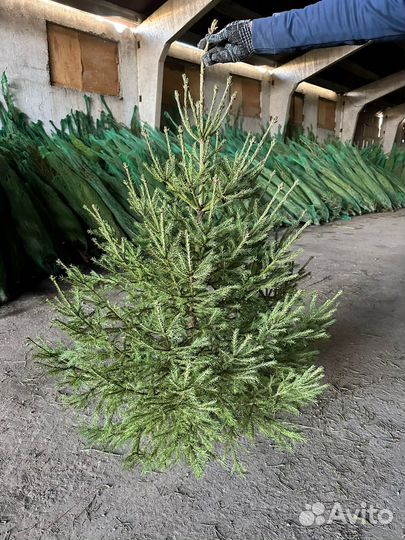 Ель сосна пихта