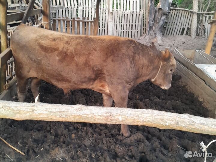 Бычки на осимленя