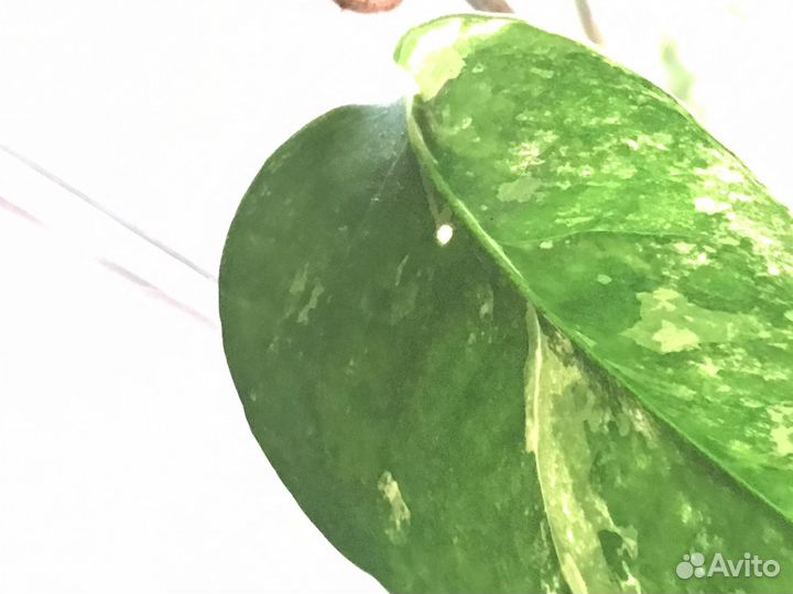 Эпипремнум пиннатум вайт