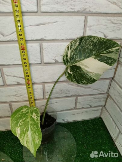 Монстера вариегатная Альба