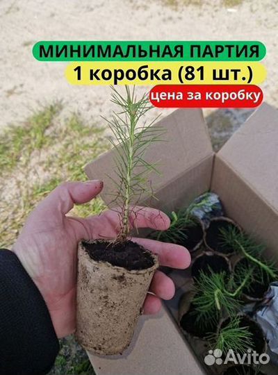 Сеянцы сосны зкс от производителя