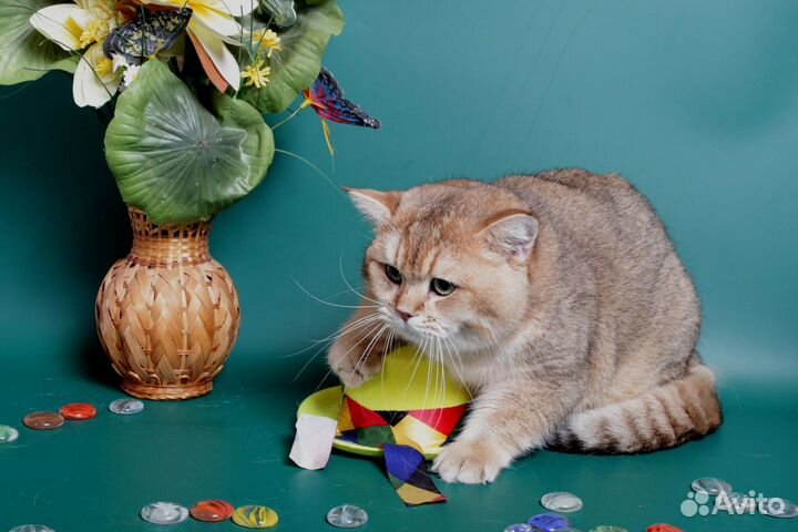 Плюшевые британцы золото и шоколад на вязку