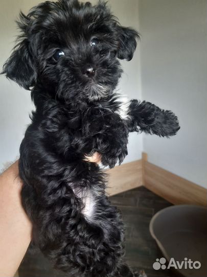 Щенки мальти-пу, йорки-пу