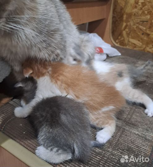 Котята