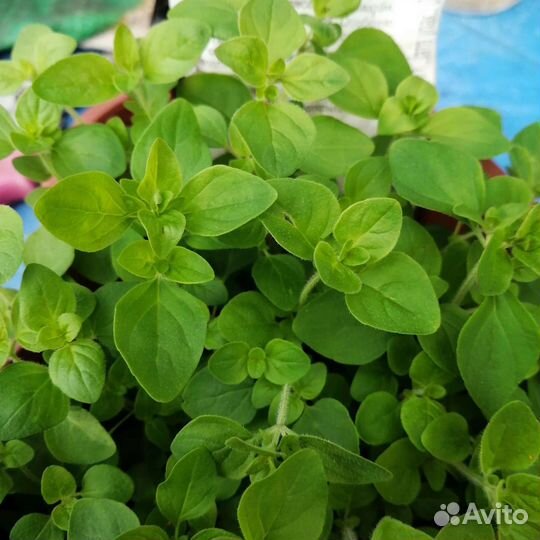 Орегано, рассада