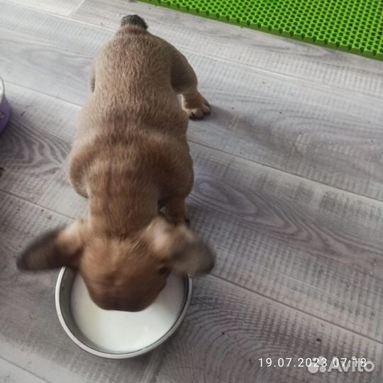 Щенки французских бульдогов