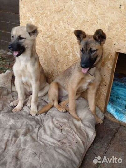 Две сестренки