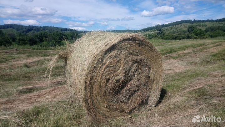 Сено в рулонах вес 500-600 кг