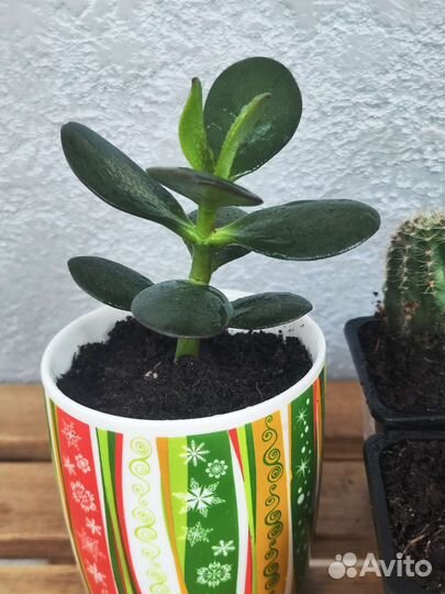 Кактус и толстянка (денежное дерево)