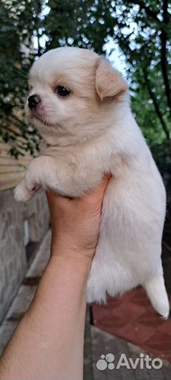 Чихуахуа мальчик