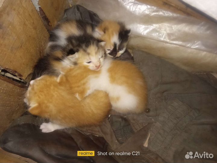 Котята отдам в добрые руки бесплатно
