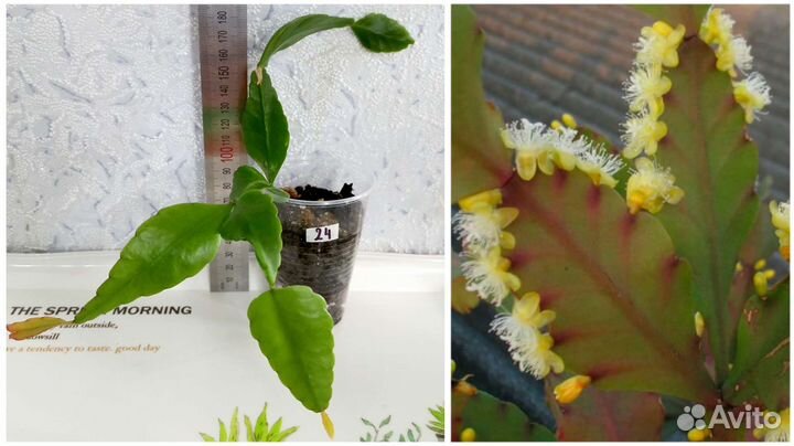 Сингониум, рипсалис, сциндапсус, филодендрон