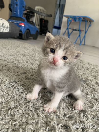 Котята отдам бесплатно