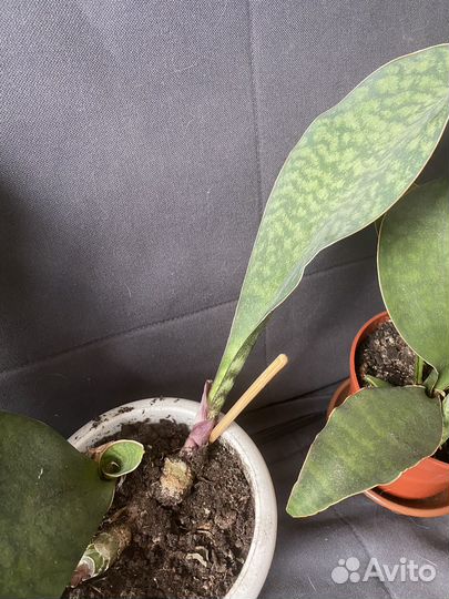 Сансевьерия Виктория