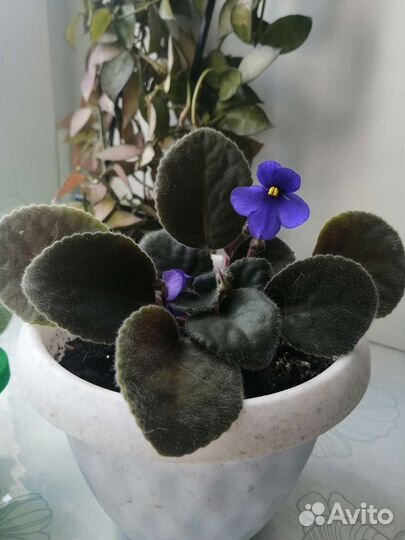 Фиалка взрослая цветущая в горшке