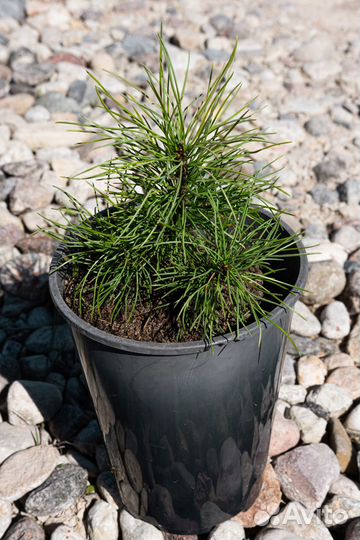 Саженцы хвойных деревьев