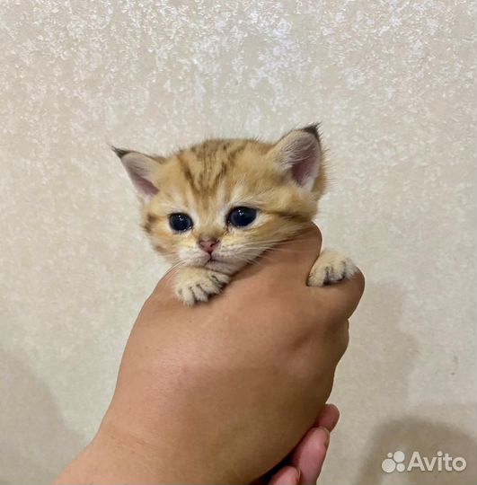 Шотландские котята