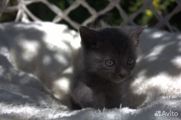 Шотландские котята