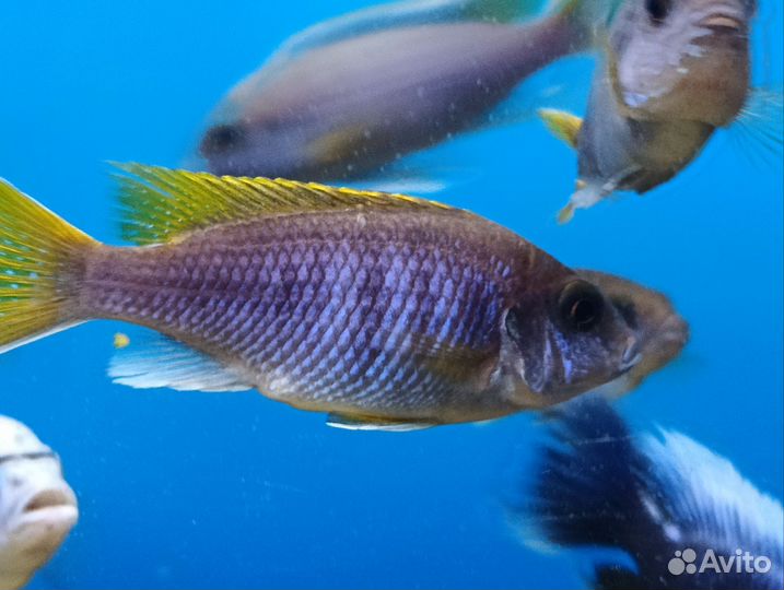 Псевдотрофеус Ацей Мзули Цихлида Малави