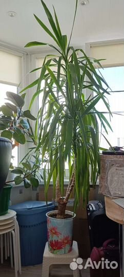 Пальма юкка