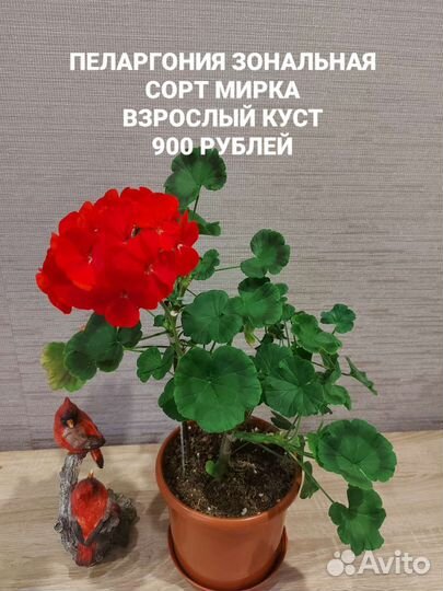 Пеларгония герань сортовая