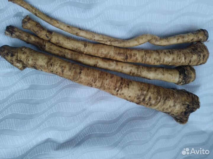 Корни хрена свежие,крупные