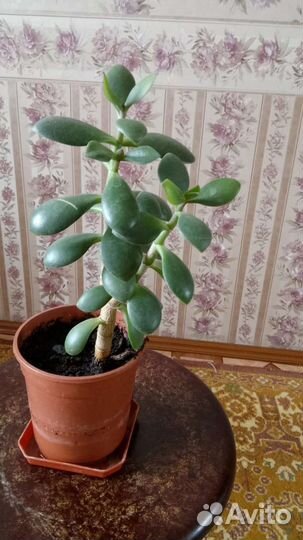 Толстянка (денежное дерево)