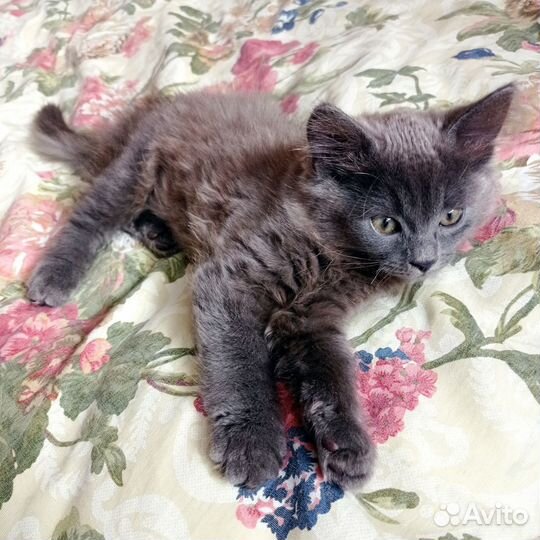 Котенок пушистый