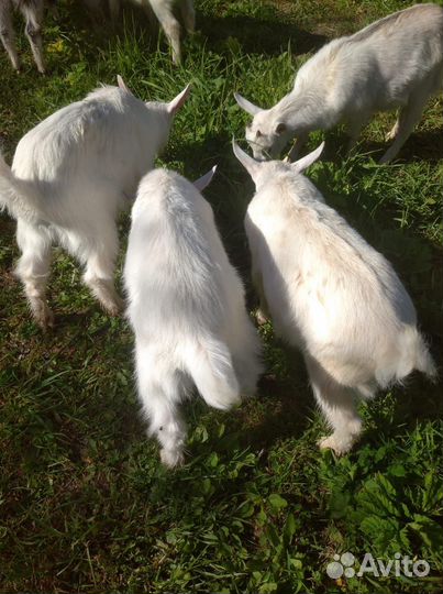Козлята