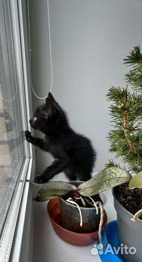 Котенок в добрые ручки