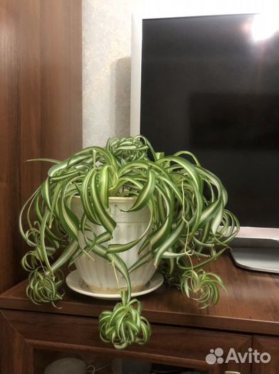 Хлорофитум