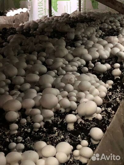 Удобрения. Отработанный грибной компост в мешках