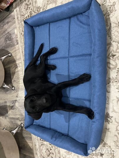 Щенки лабрадора