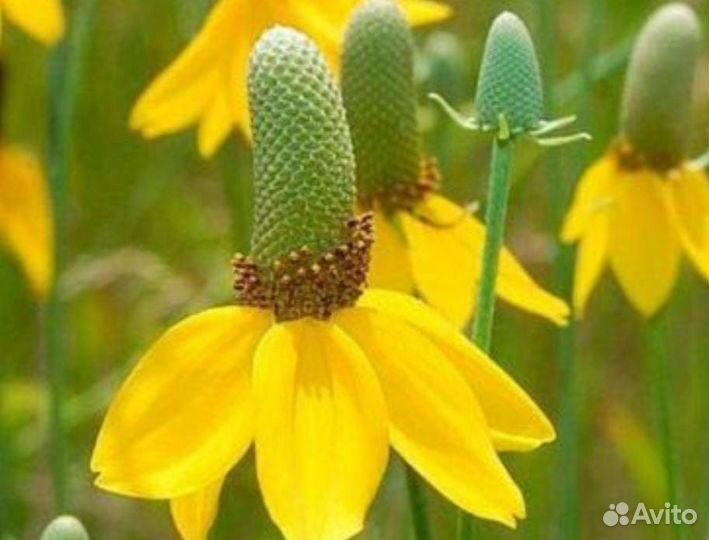 Ратибида - цветок-самбреро. Многолетник