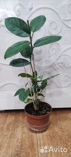 Лимонное дерево, плодоносящее