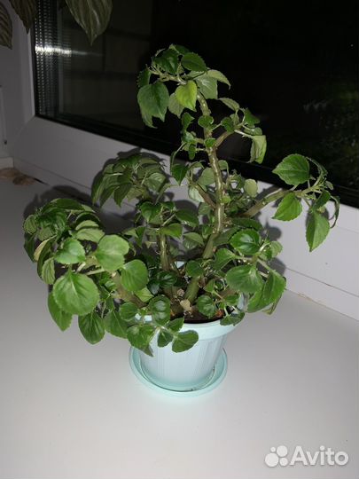 Бальзамин (ванька мокрый)