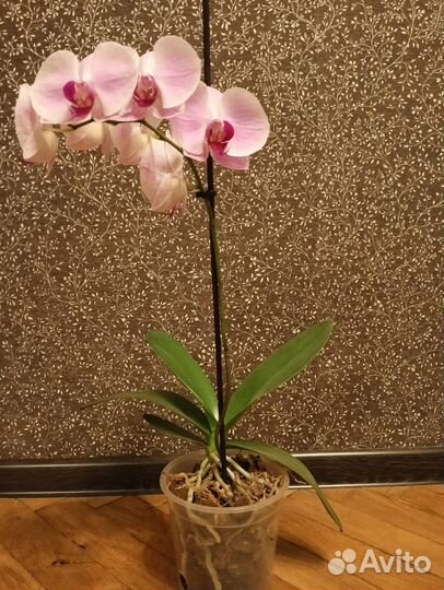 Орхидея фаленопсис