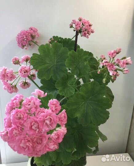 Комнатные растения