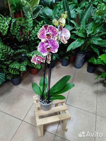 Орхидея фаленопсис Exotic Punch