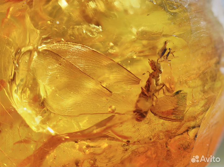 Натуральный балтийский янтарь с включением термита