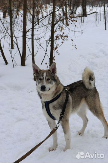 Лайка смешанная