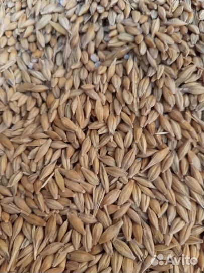 Ячмень (яровой)