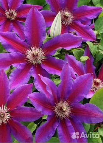 Саженцы клематиса