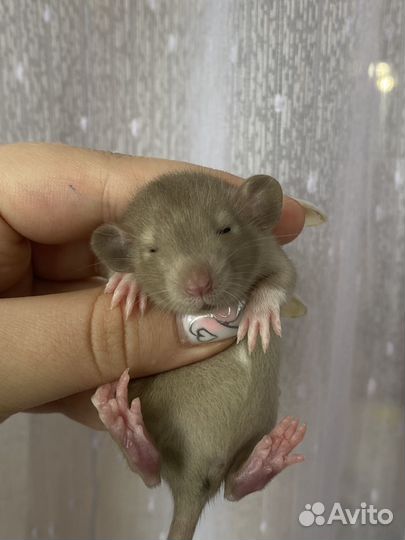 Крысята дамбо