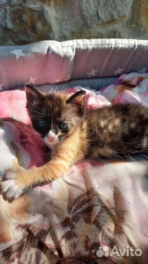 Котик и кошечка