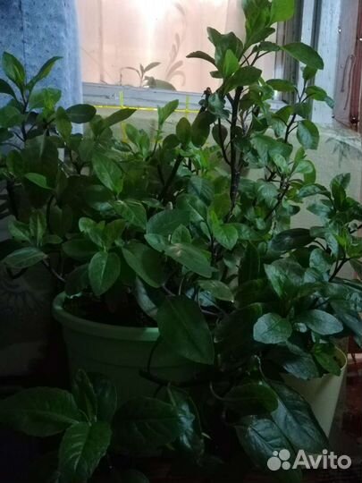 Джинура прокумбенс