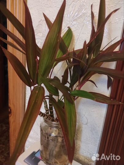 Комнатные растения