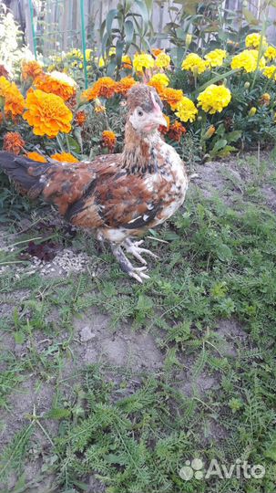 Продам петуха карликовой породы Бентамки