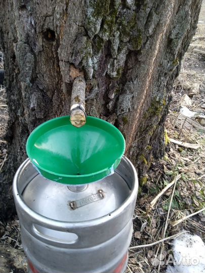 Березовый сок