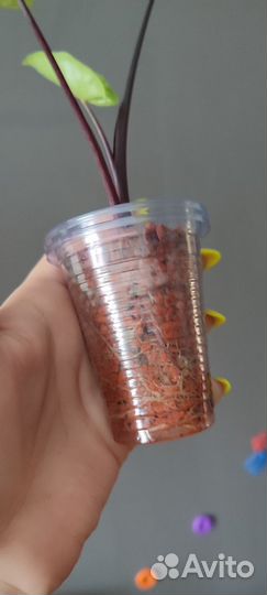 Алоказия блэк стем